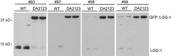 LGG-1/Atg8 antibodies Antibody