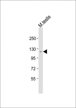 BNC2 Antibody (Center)