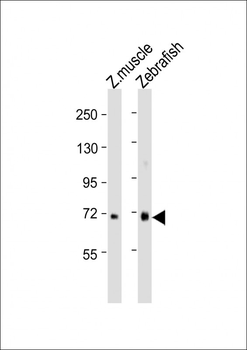 (DANRE) waca Antibody (C-Term)