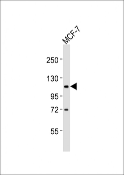 ADAMTS15 Antibody (N-Term)