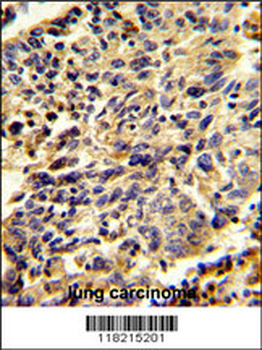 Glypican-1 Antibody (N-term)