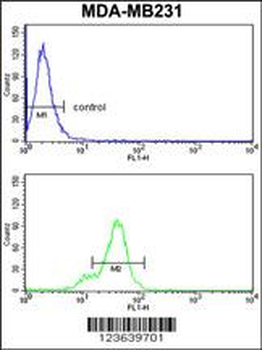 CD24 Antibody (N-Term)