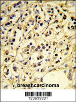 CD24 Antibody (N-Term)