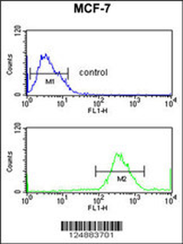 IRGQ Antibody (N-term)