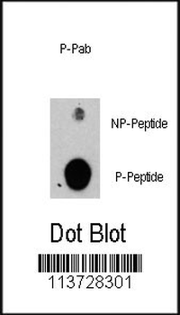 Phospho-PIK3R2(Y464) Antibody