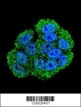 C20orf201 Antibody (C-term)