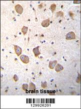 C20orf201 Antibody (C-term)