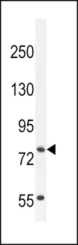 SLCO4C1 Antibody (C-term)