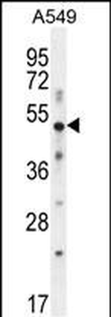 SMAD3 Antibody (S213)