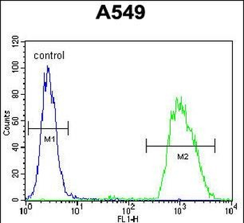 SMAD3 Antibody (S213)
