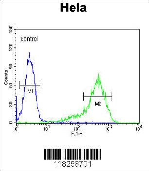 ANGPTL1 Antibody (N-term)