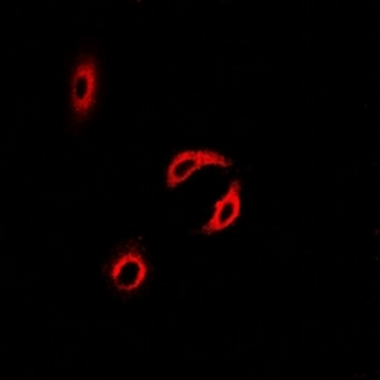 Centrin-2 Antibody