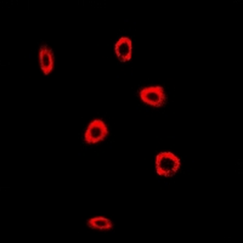 Frataxin Antibody