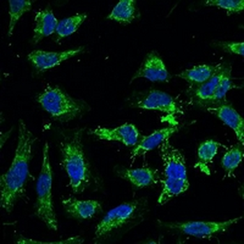 Swiprosin-2 Antibody