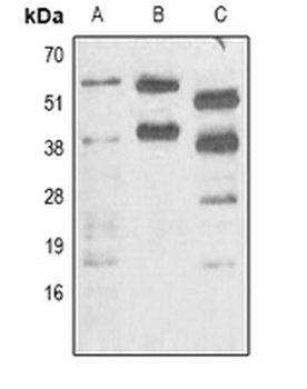Phosphoserine Antibody