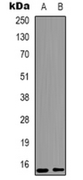 Histone H3 (MonoMethyl K9) Antibody