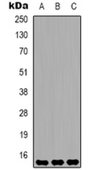Histone H3 (DiMethyl K36) Antibody