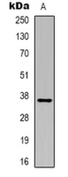 GAPDH Antibody-HRP labled
