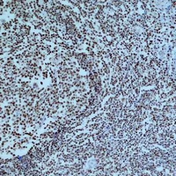 Cleaved PARP1 Antibody