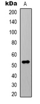 Alpha-tubulin (AcK40) Antibody