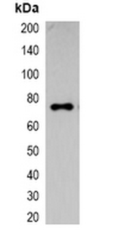 ECFP-tag Antibody