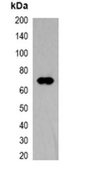 TAP-tag Antibody
