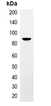 TAP-tag Antibody