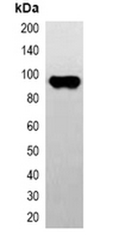 CBP-tag Antibody