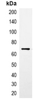 CBP-tag Antibody
