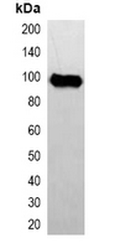 Avi-tag Antibody