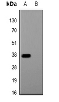 Glu-Glu-tag Antibody