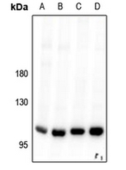 VPS34 Antibody