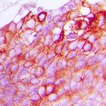 GPR170 Antibody