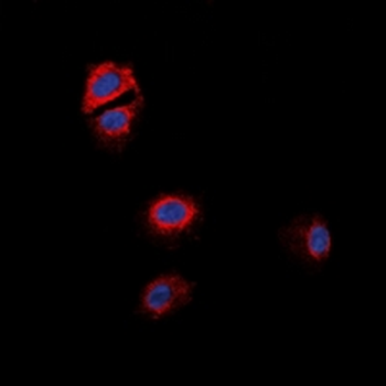 GPR170 Antibody