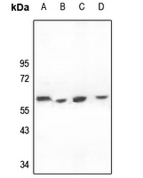 CD226 Antibody
