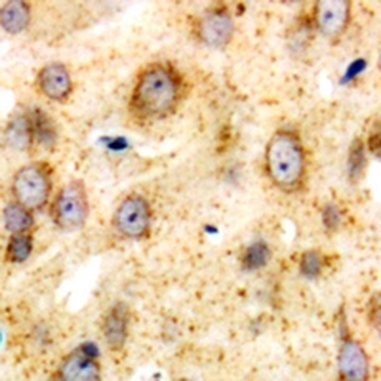 CD226 Antibody