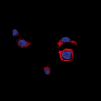 CD226 Antibody
