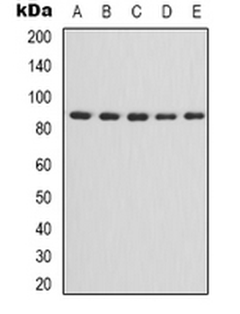 IKK alpha/beta Antibody