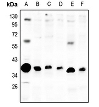 mPR alpha Antibody