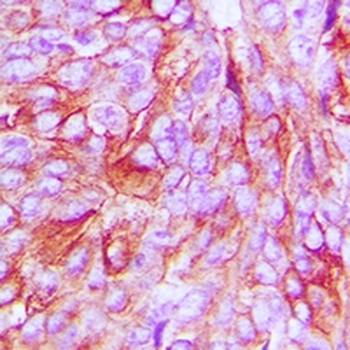 mPR alpha Antibody