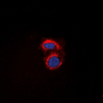 mPR alpha Antibody