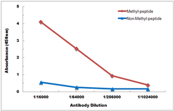 Histone H4 (MonoMethyl-K12) Antibody