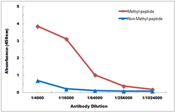Histone H4 (MonoMethyl-K20) Antibody