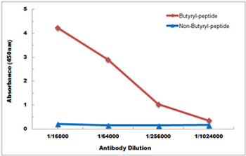 Histone H2B (Butyryl-K12) Antibody
