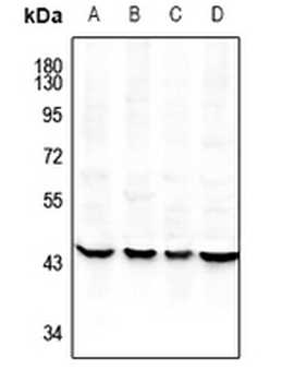 ILF2 Antibody