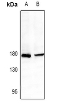 CD339 Antibody