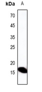 Defensin alpha 3 Antibody
