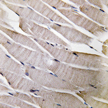 Defensin alpha 3 Antibody