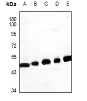 GPR62 Antibody