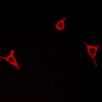 GPR146 Antibody